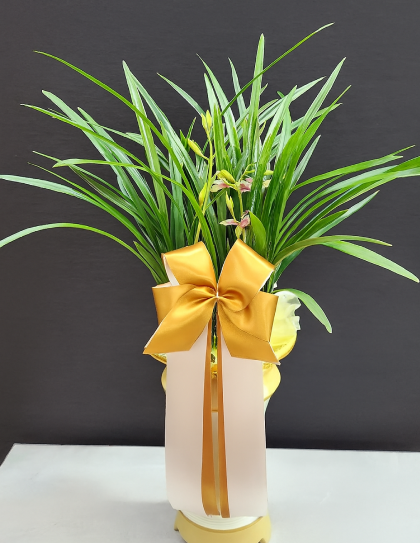 plants